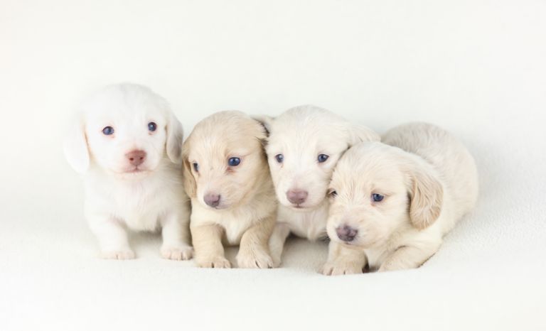 KC Longhair miniature cream daschunds 