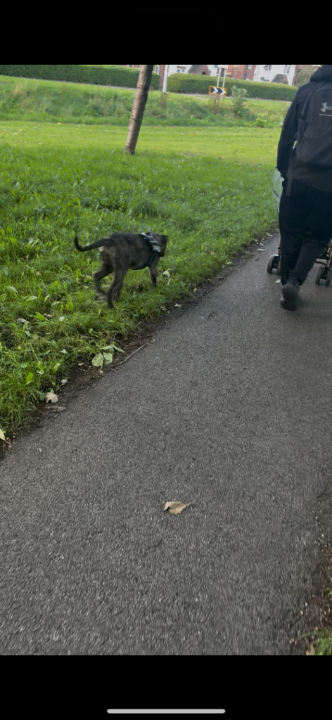 Last Reduction! nova 