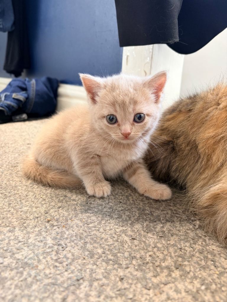 Half Persian Kittens