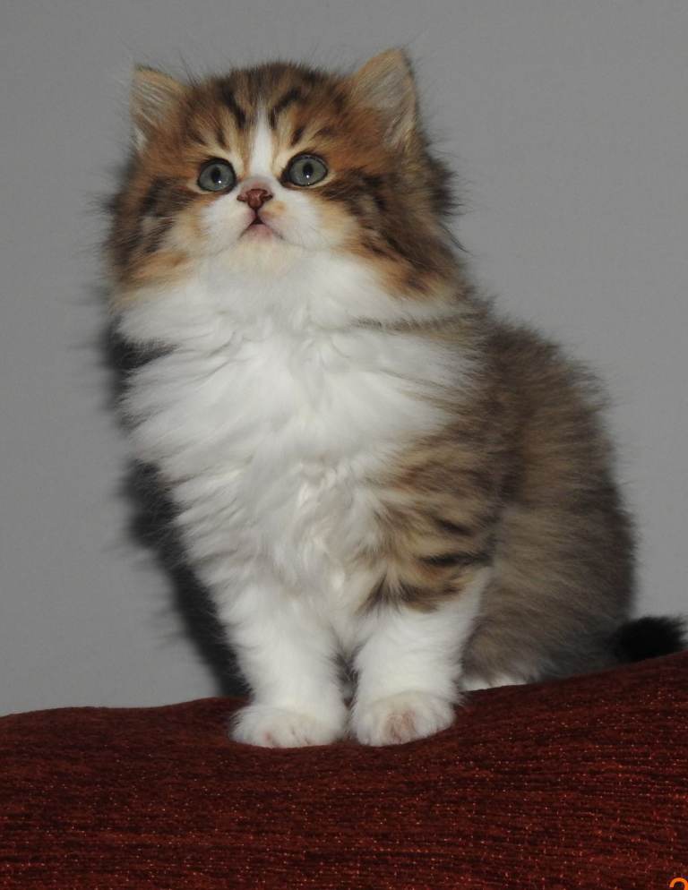 Mix Persian ,British longhair 