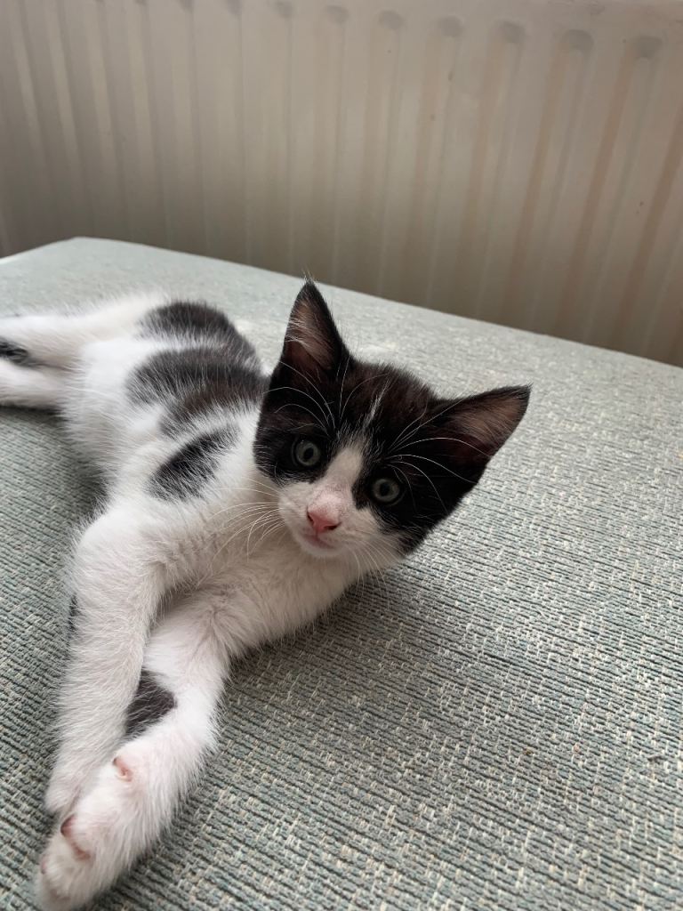 Kittens for sale