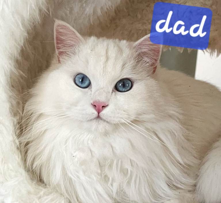 Ragdoll girl kitten