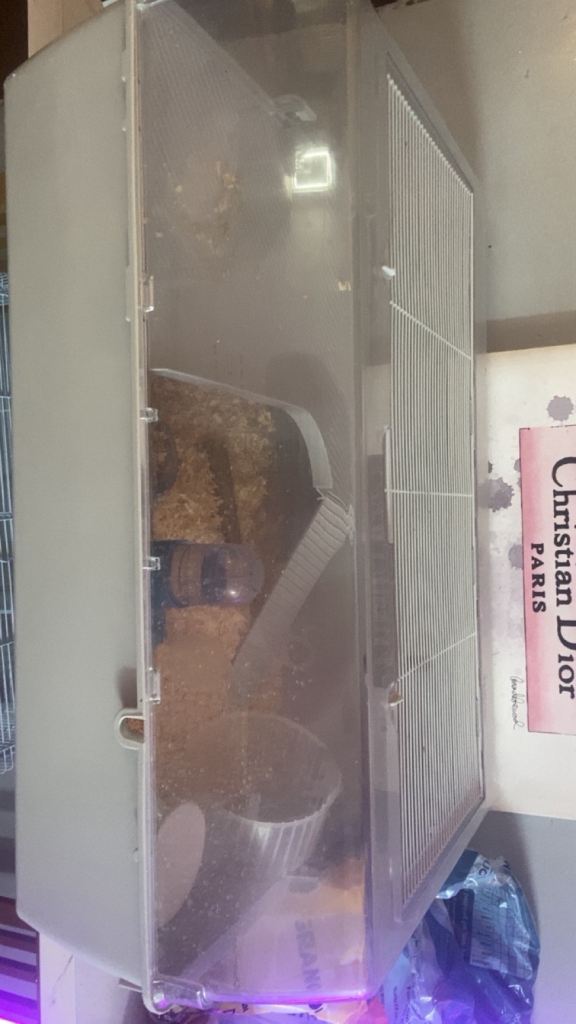 Huge 2 level hamster cage and all accessories 