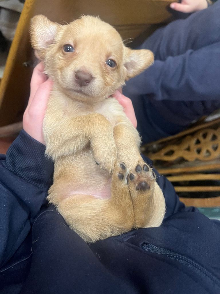 Golden/fox red pure Labradors 