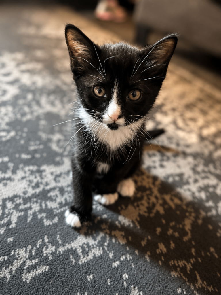 3 Female Kittens 