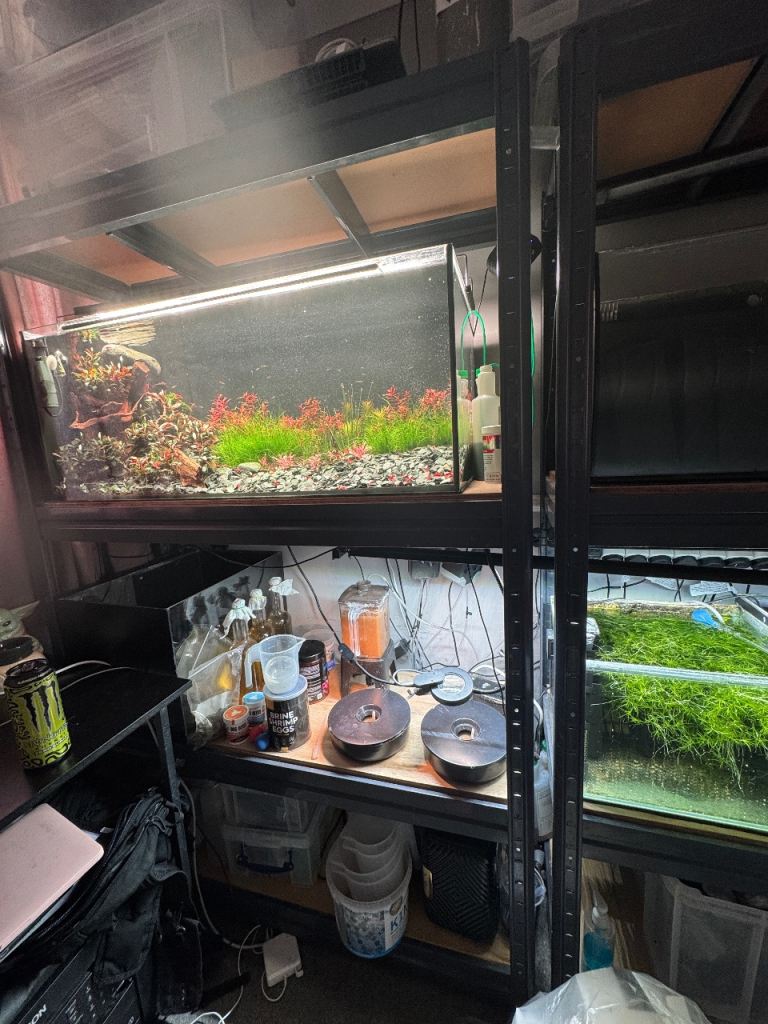 Small hobbyist tropical fish breeding setup 