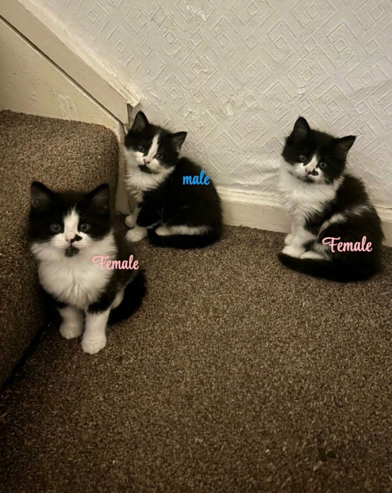 Cute & Cuddly Kittens Looking For Loving Homes + Mama cat