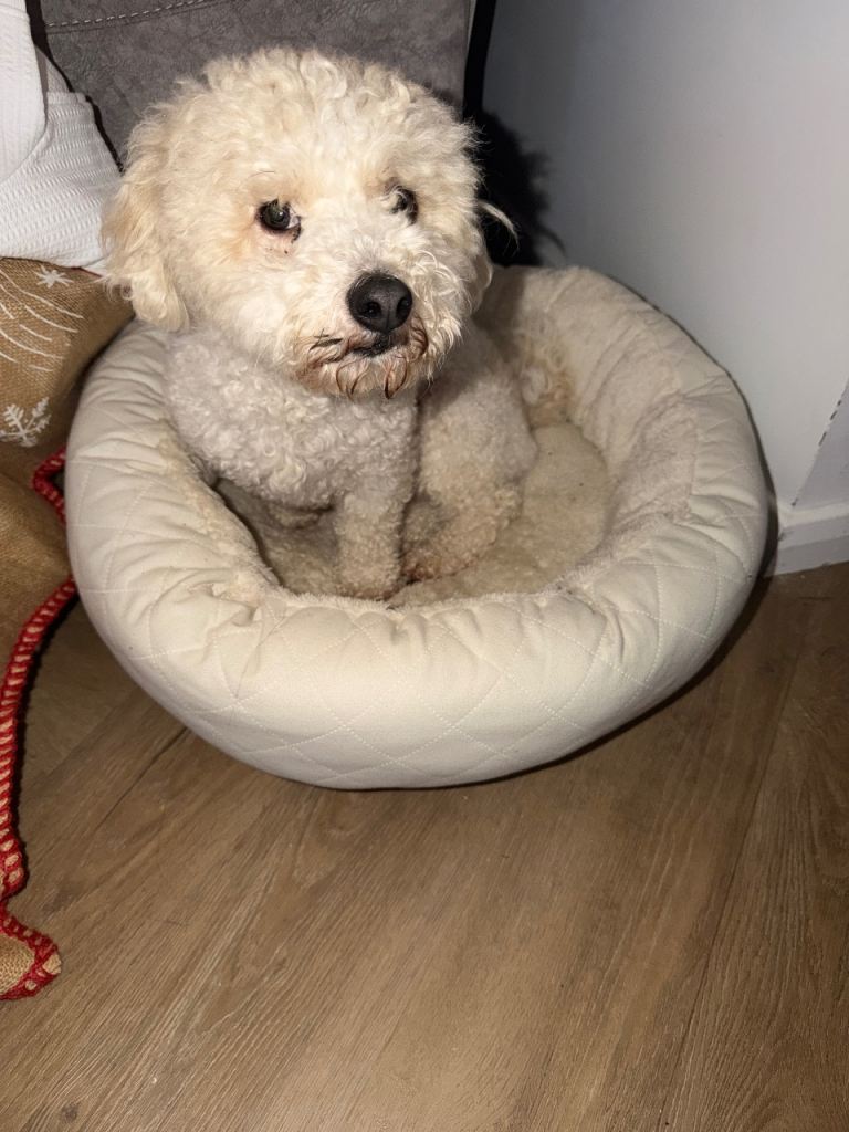 Bichion x Pomeranian 