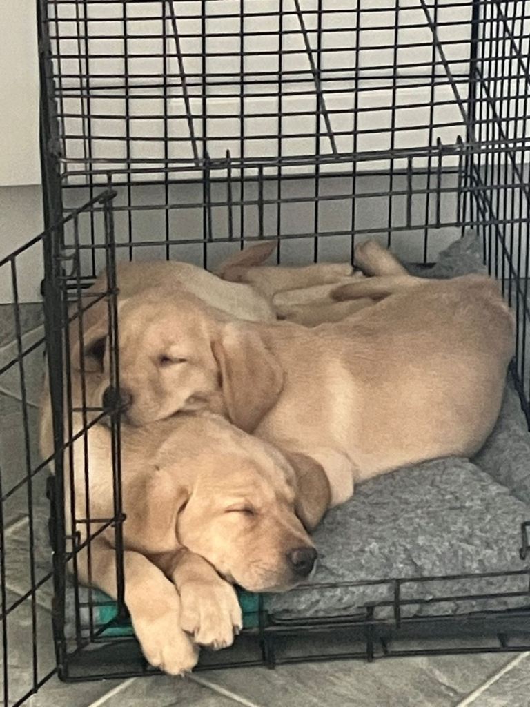 Labrador retriever champion bred pup