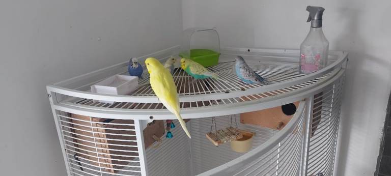 Beautiful budgies **  local DELIVERY available****