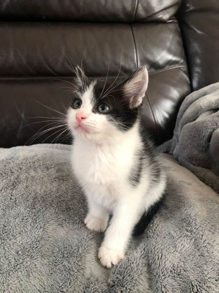 Beatiful Male Mixed Kitten
