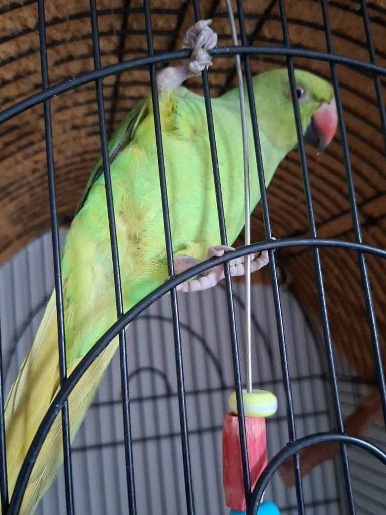 Indian ringneck 