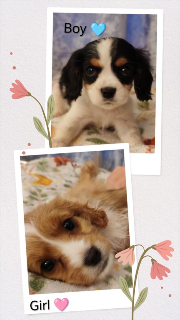 Ready this week !! Cavalier Mix Breed pups