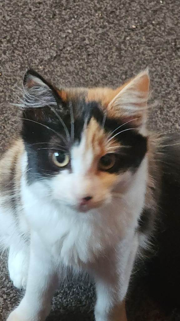 Kitten rehoming