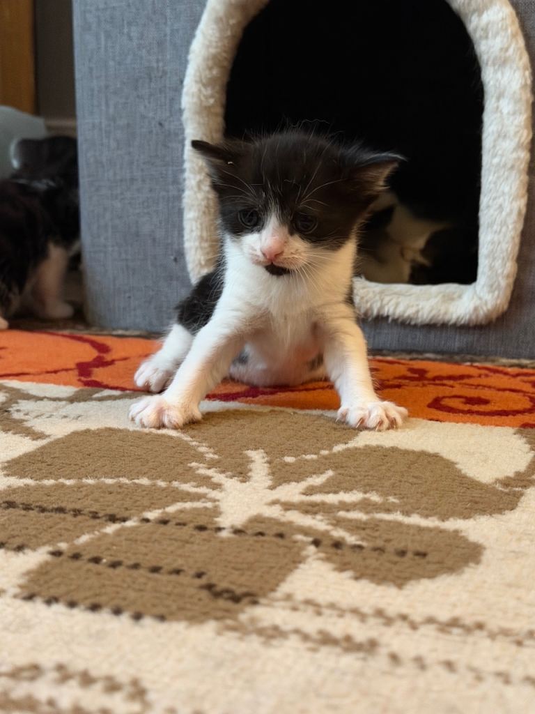 Kittens for sale 