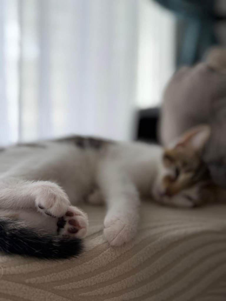 Male kitten 