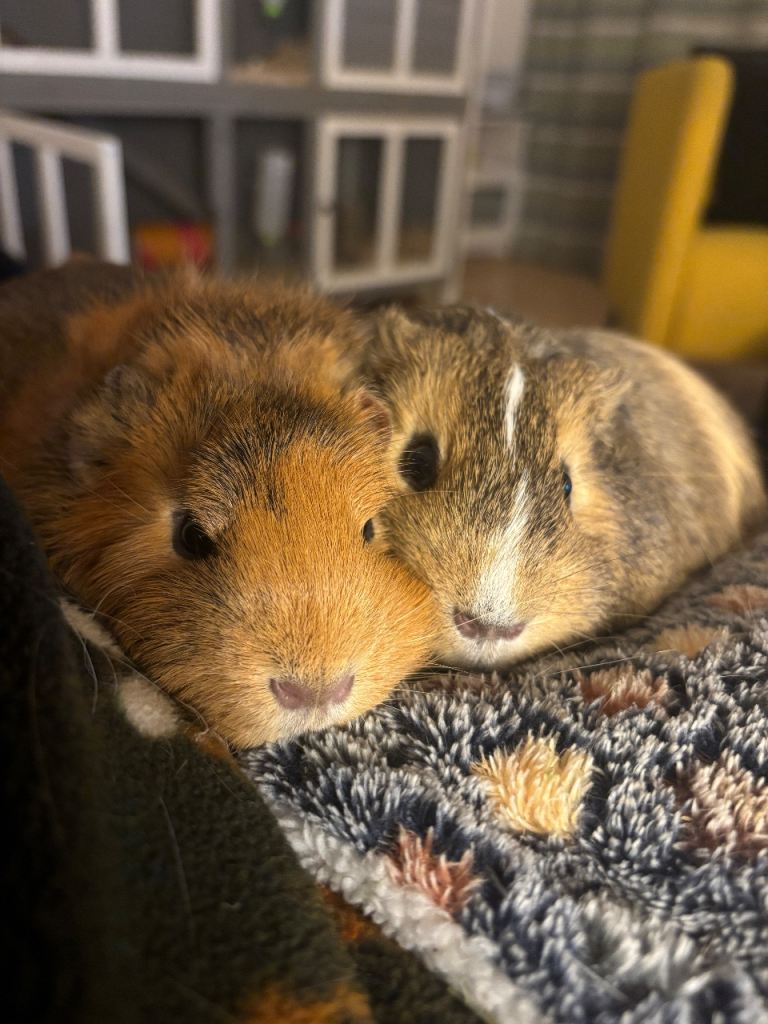 2 x Beautiful Male Guinea Pigs Need New Home!