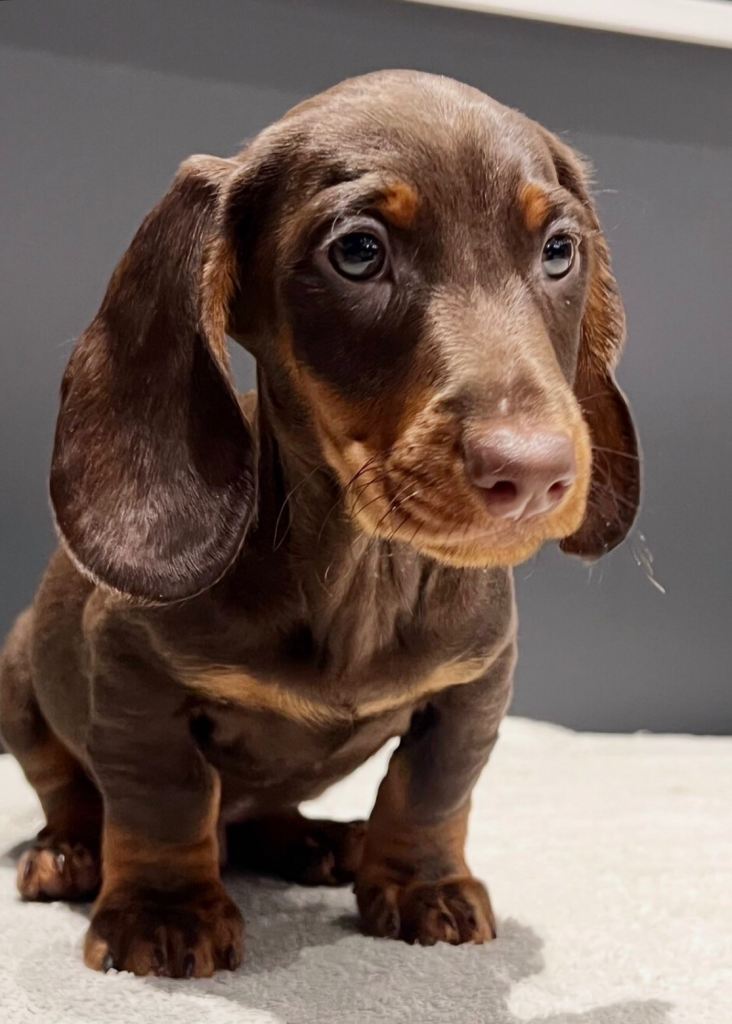2 brilliant miniature dachshunds ready to leave 