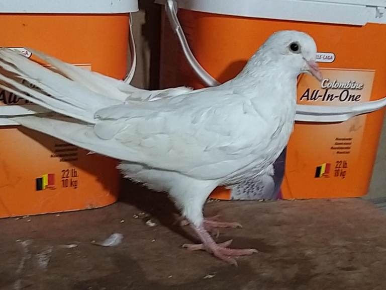 Young pigeons for sale 