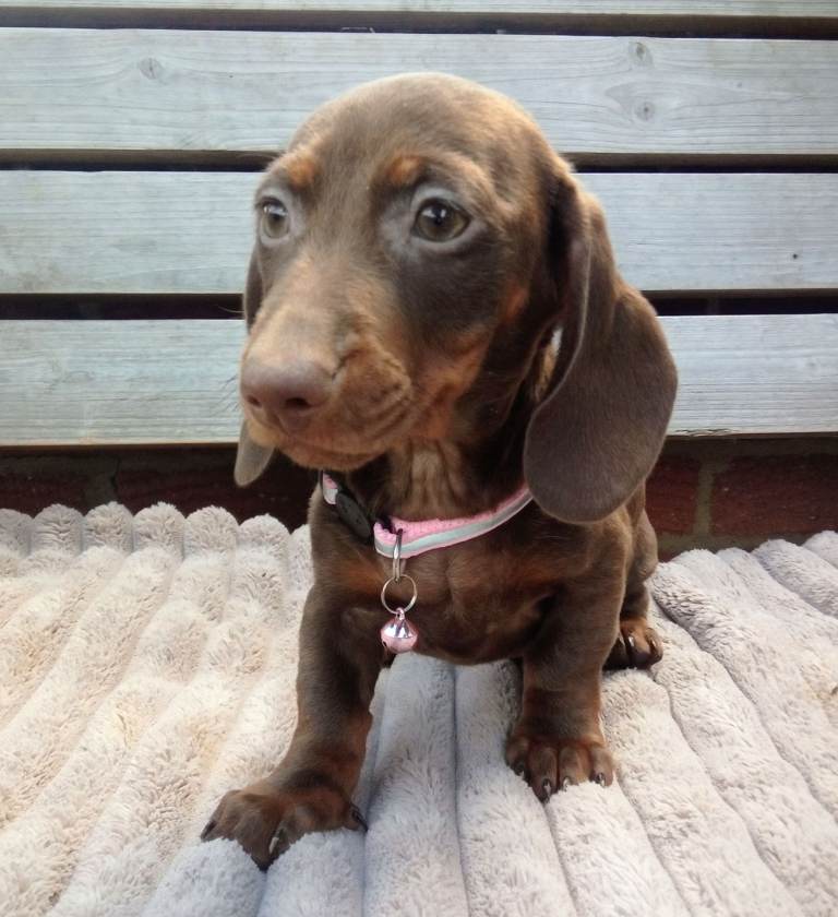 Dachshund 