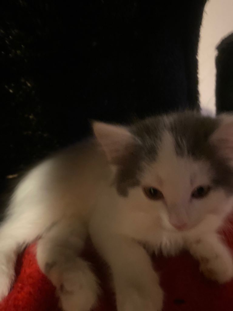 Ragdoll x British shorthair 