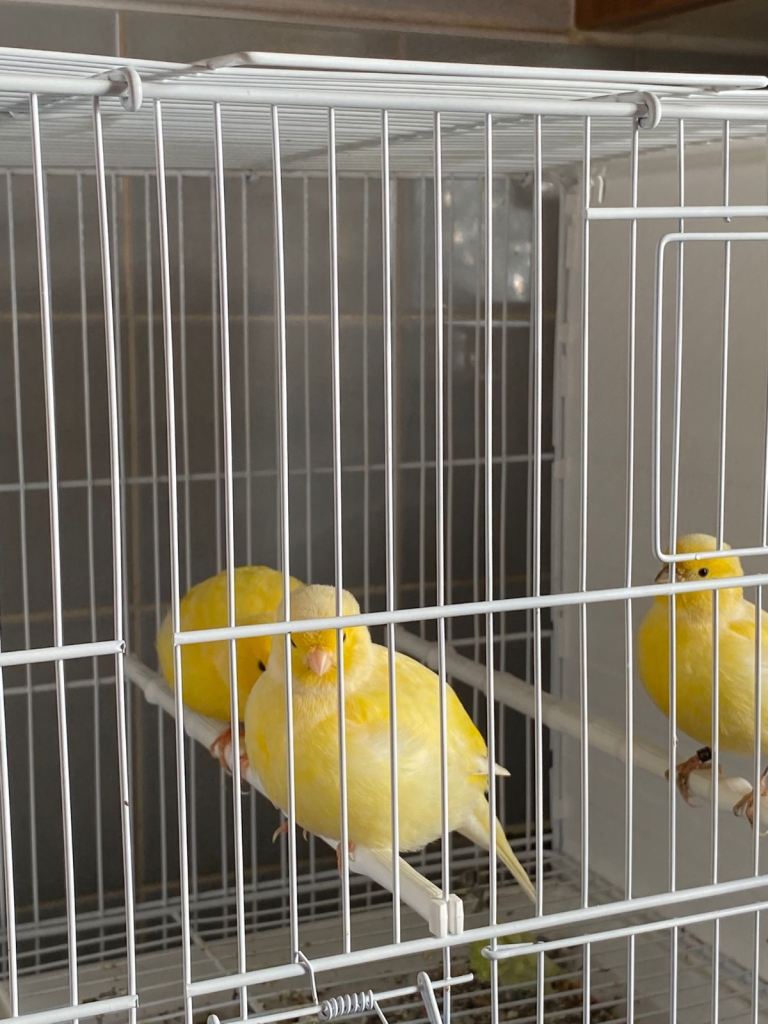 Fife canaries for sale