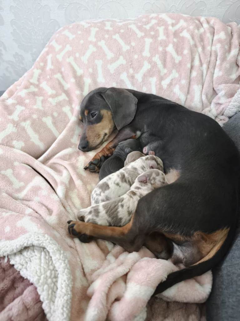 Miniature dachshund puppies - ready 25/11