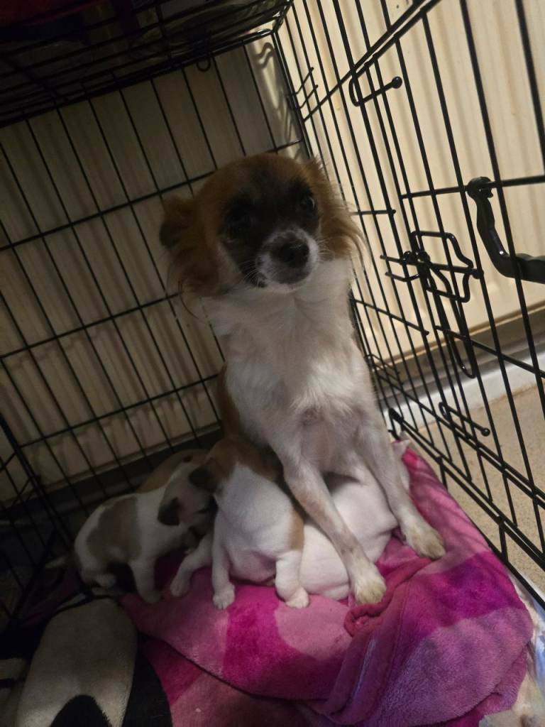 Chihuahua puppies for sale 