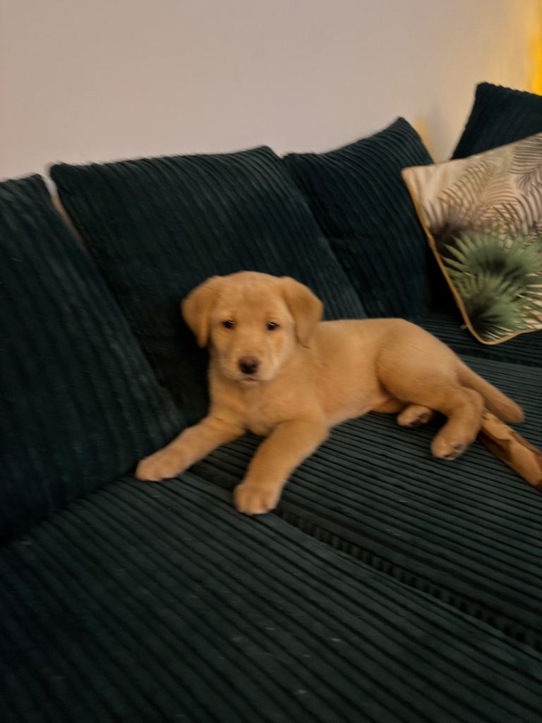 Golden Labrador puppy female 
