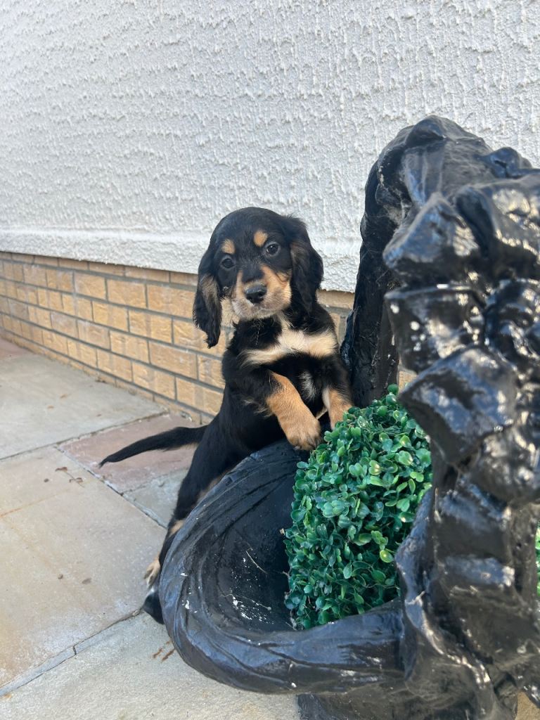 Cocker spaniel puppies 