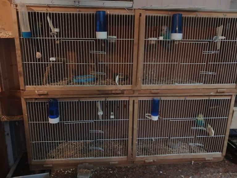 Double breeding cage 