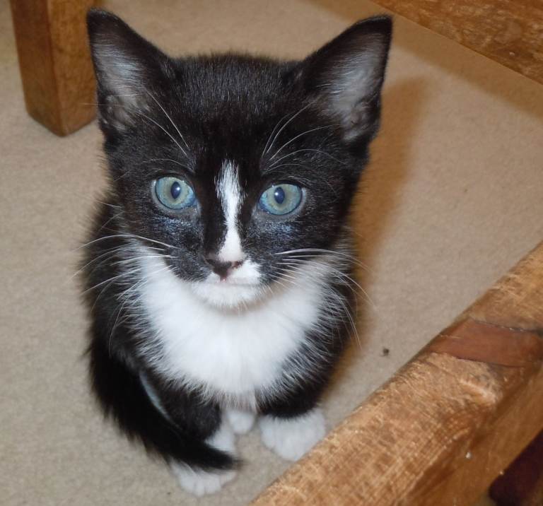Kittens, friendly and cute, ready for loving homes, both little boys