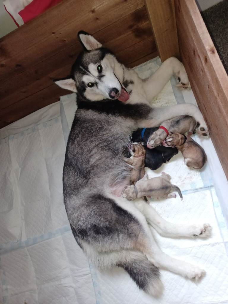 🐶Exceptional Siberian husky puppies 🐶 