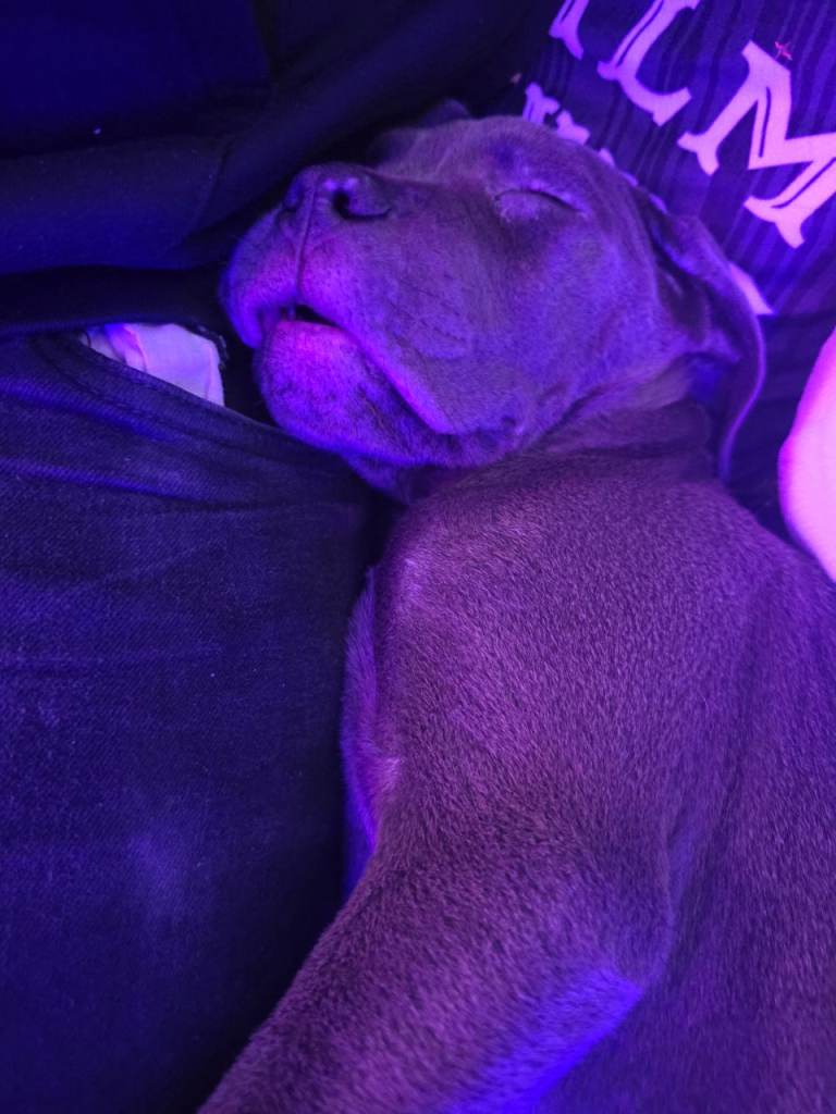 Blue Cane Corso Puppy (girl)