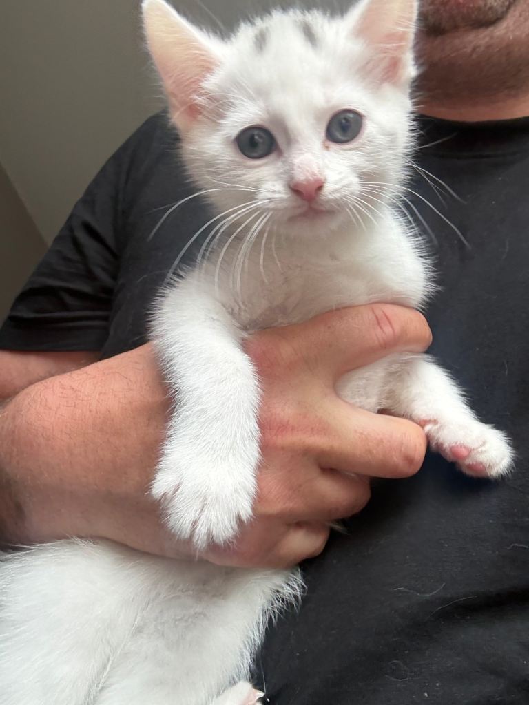 Beautiful kittens for sale