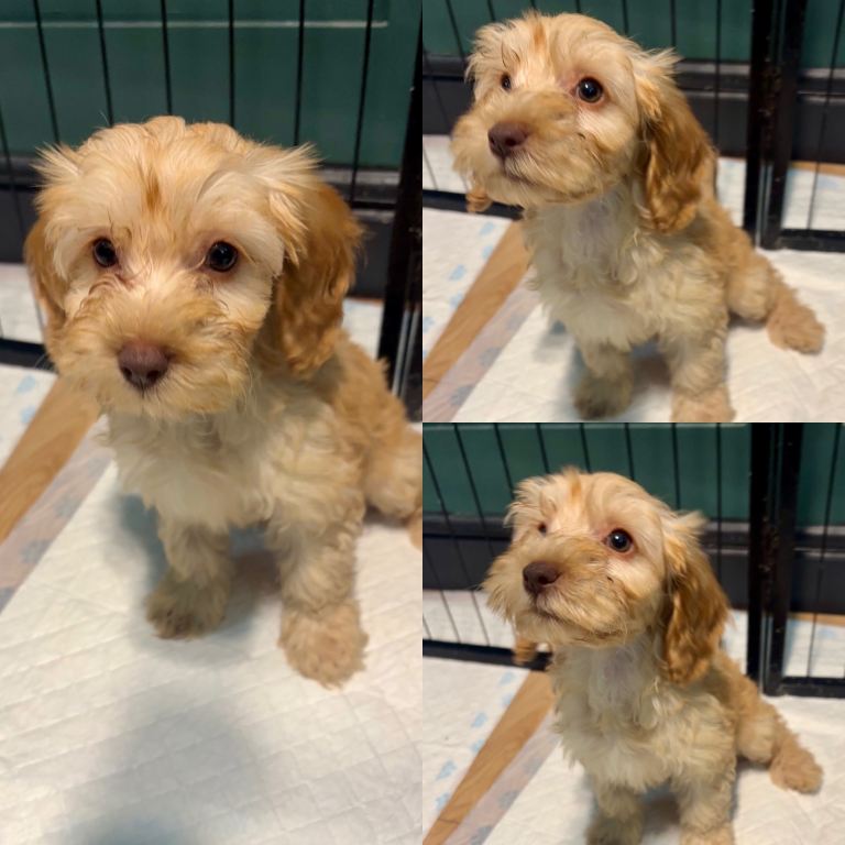 *REDUCED* LAST GIRL LEFT  - cockapoo puppies for sale
