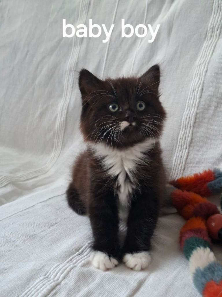 Kittens 