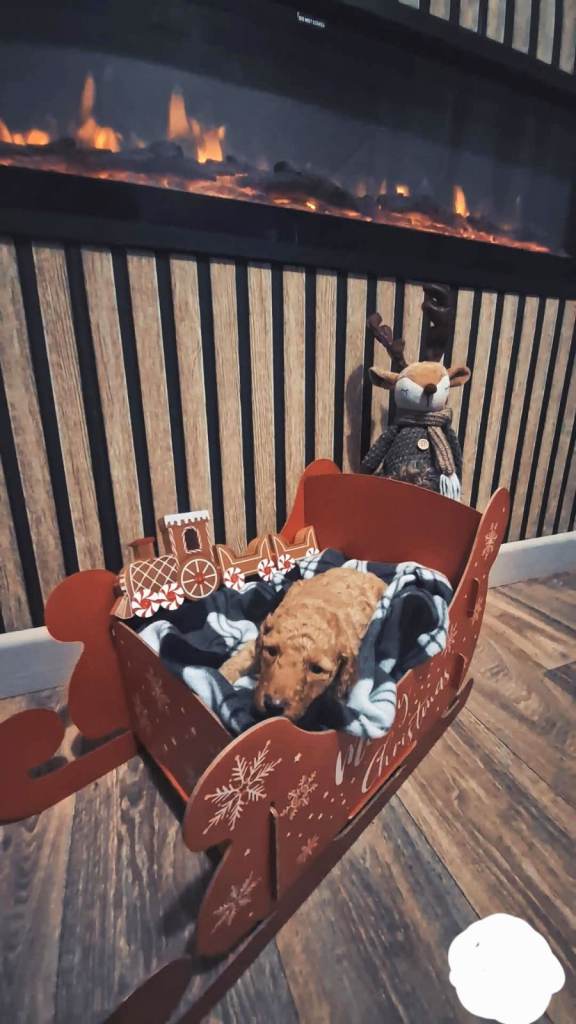 Ready now adorable minuatre labradoodle puppies