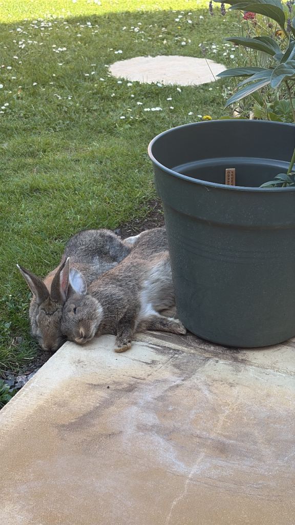 Rabbits