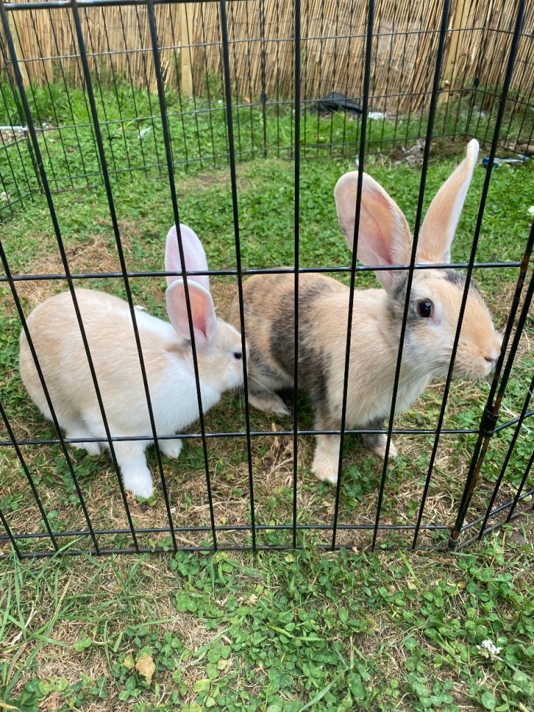 2 bunny rabbit 