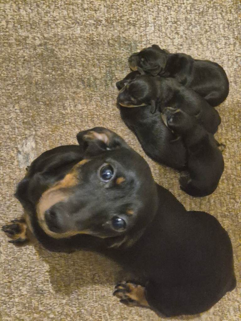 Dashound puppies