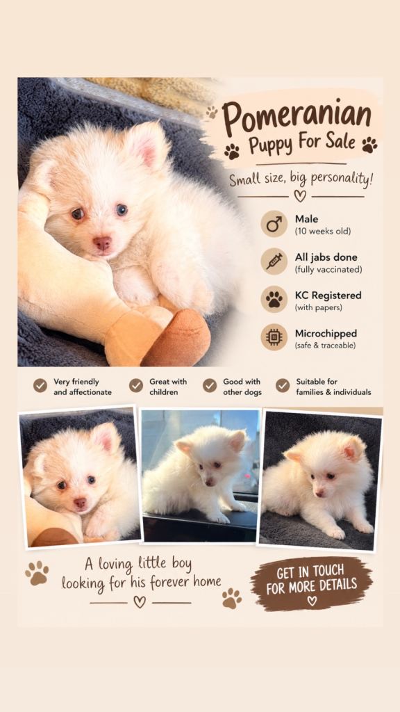Puppy Pomeranian 
