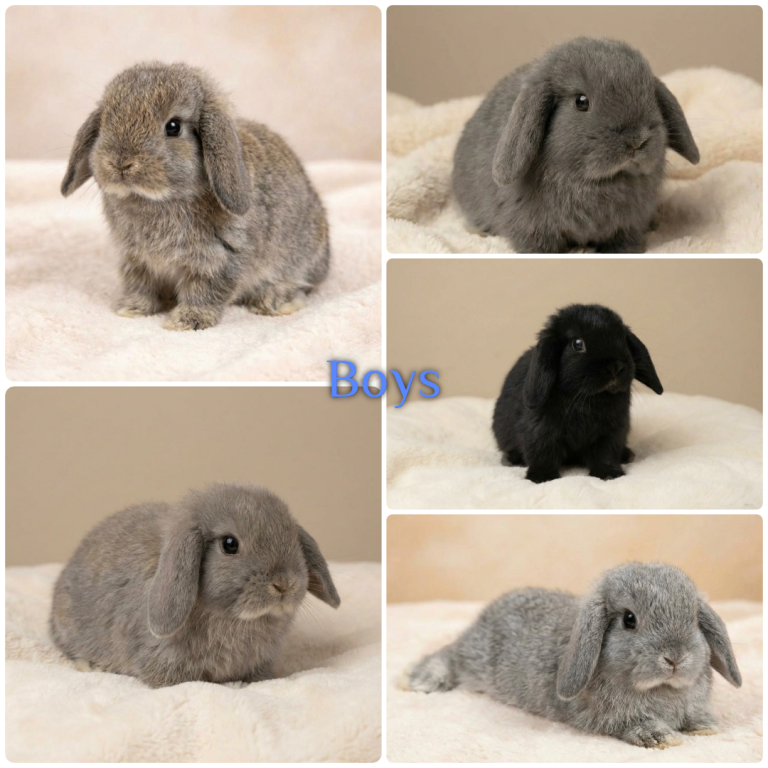 Baby Mini Lops (Ready 16/04)