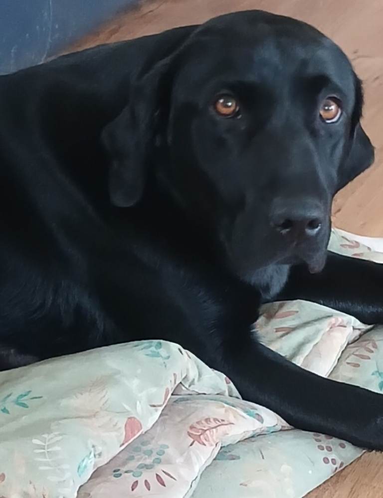 Kc labrador puppies