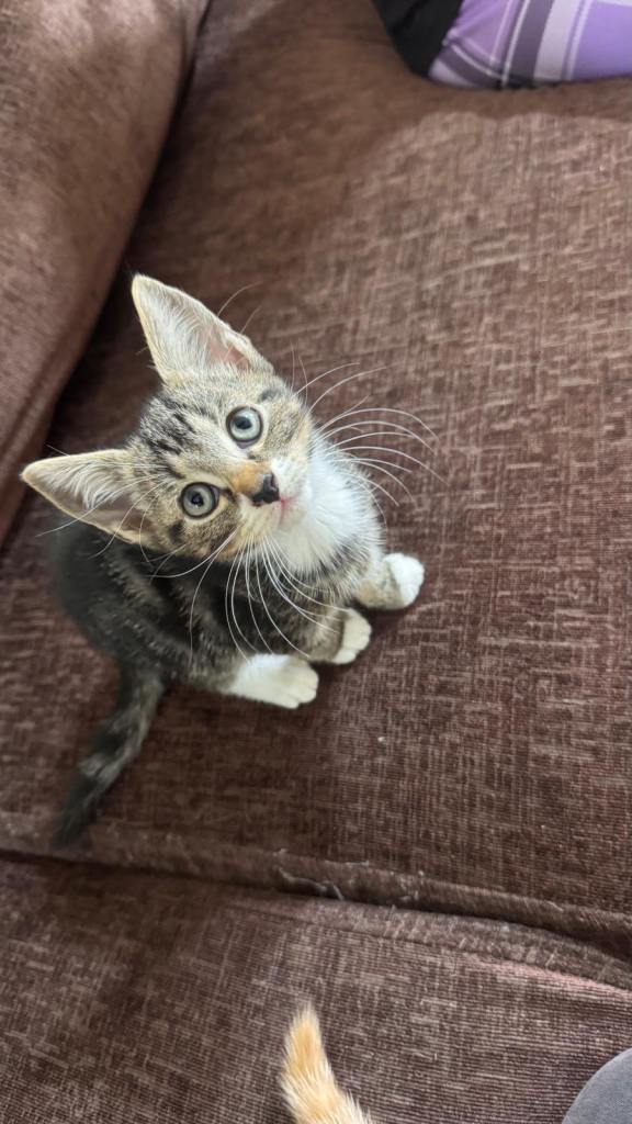 Kittens