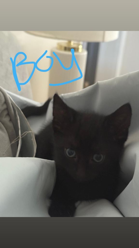 Kittens 