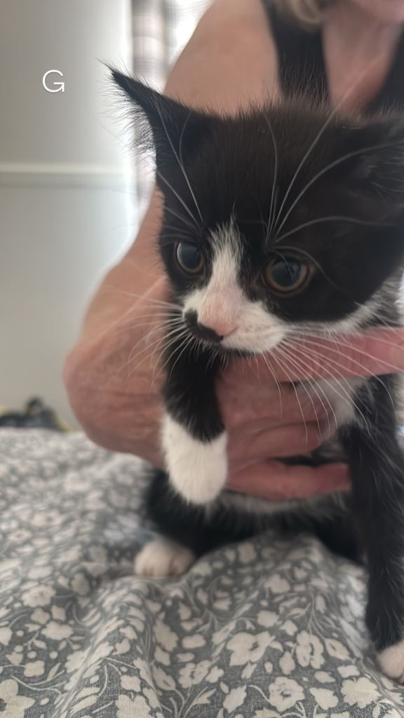 Kittens for sale Bridgend!