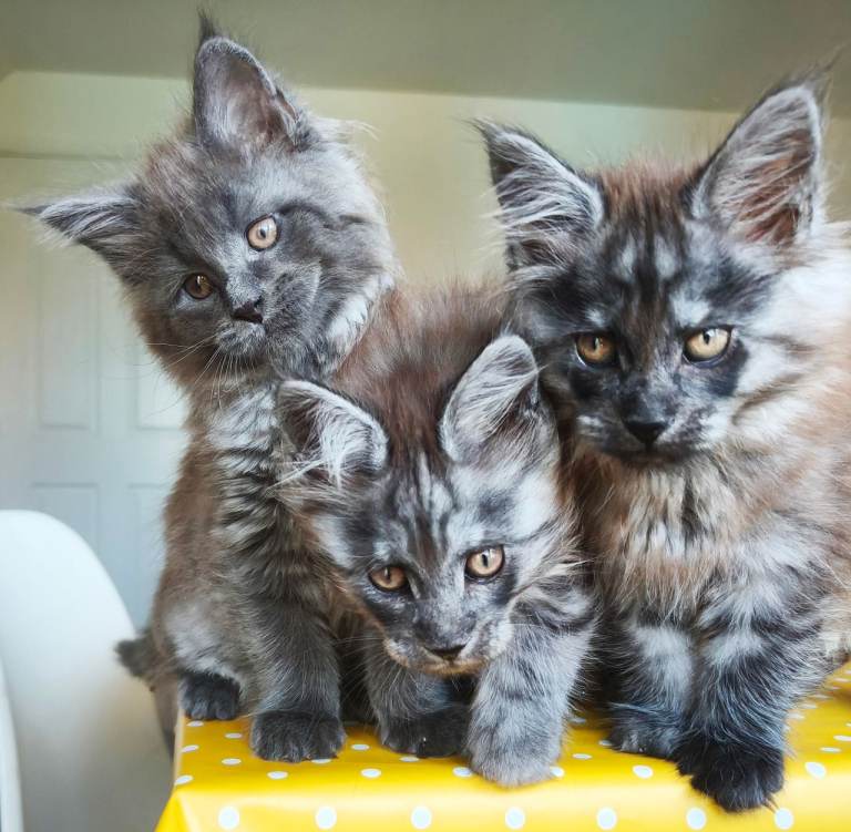 Stunning Maine Coon Kittens – 3 Males