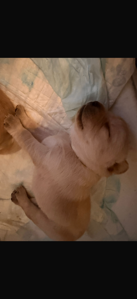 Labrador retriever puppies 