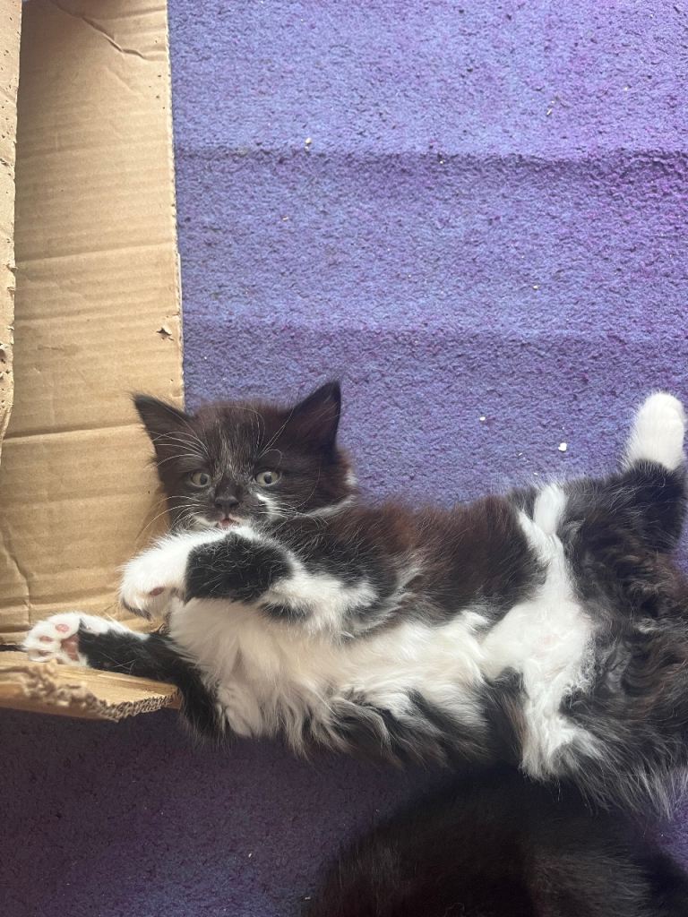 Fluffy  kittens two males 